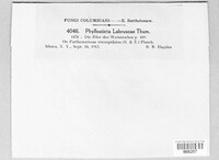 Phyllosticta labruscae image